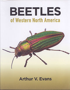 Beetles - Western US