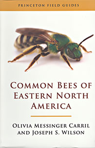 Common Bees - Eastern US