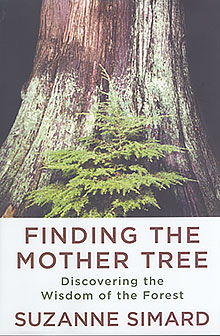 Finding Mother Tree